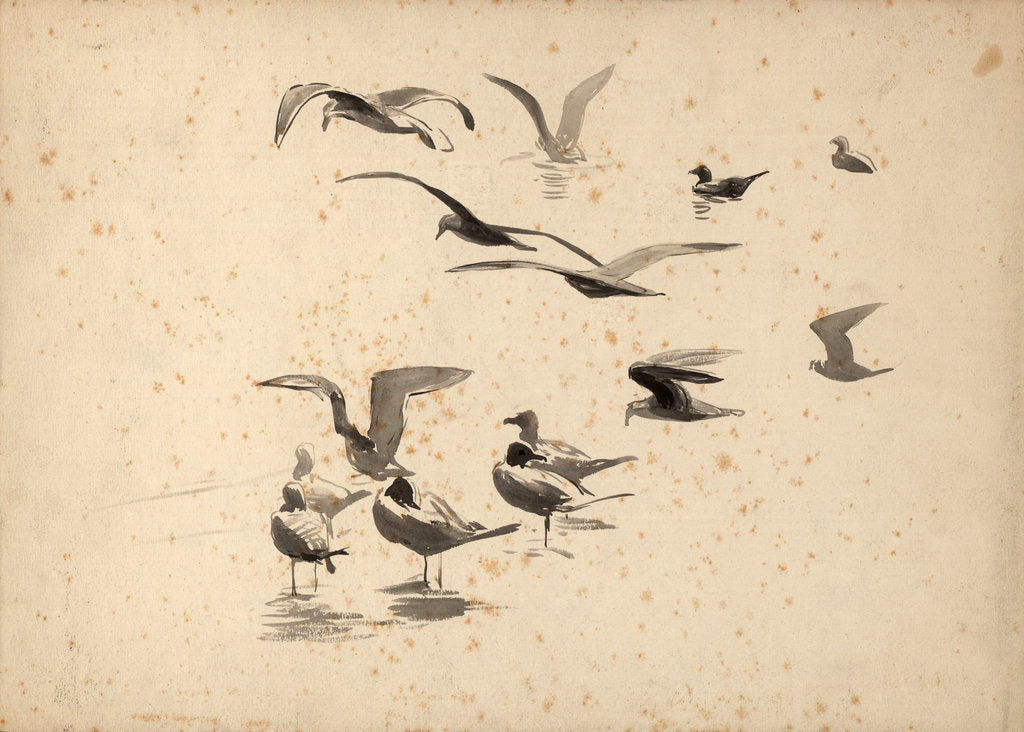 Detail of Seabirds standing in water and in flight by William Lionel Wyllie