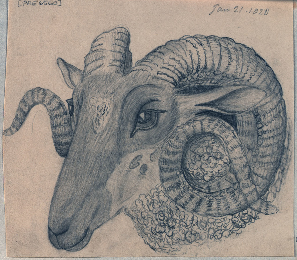 Detail of Study of the head of a ram by Edward William Cooke