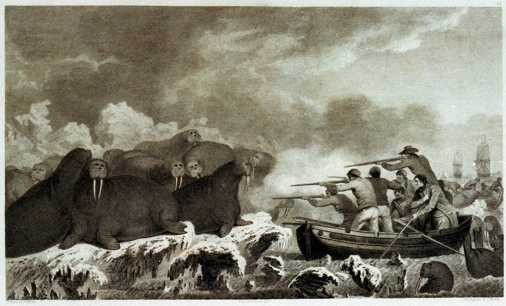 Detail of Sea horses [hunting of walrus] by John Webber