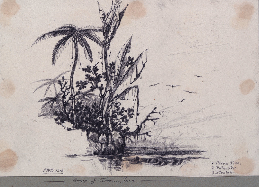 Detail of Group of trees.... Java. 1. Cocoa Tree, 2. Palm Tree, 3. Plantain by C. W. Browne