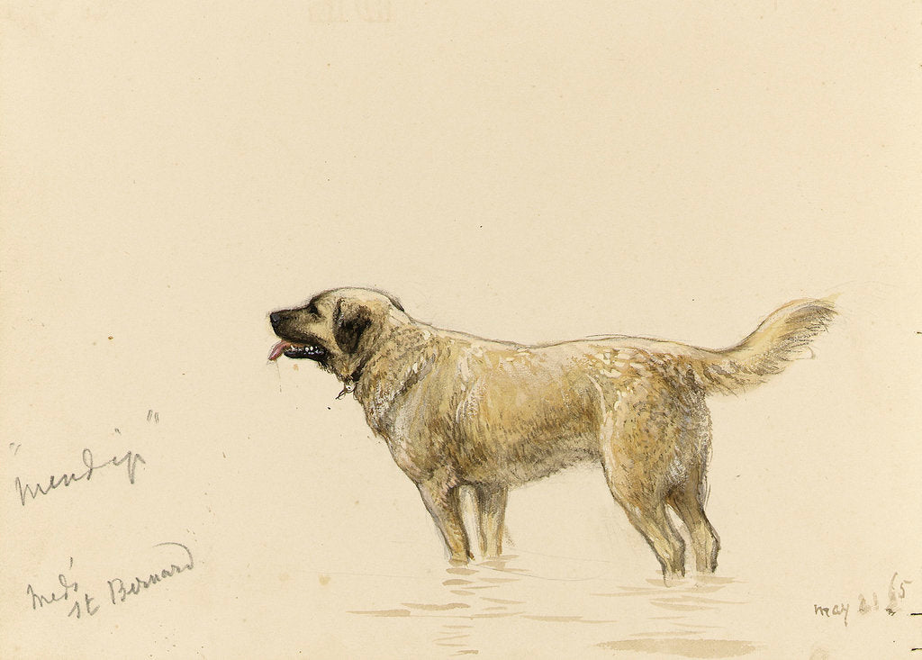 Detail of 'Mendip' Megs St Bernard dog by John Brett