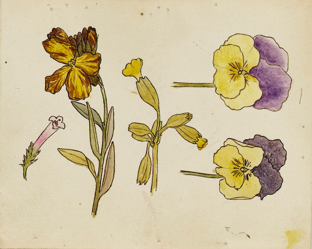 Detail of Study of flowers - pansy, wallflower by Rosa Brett