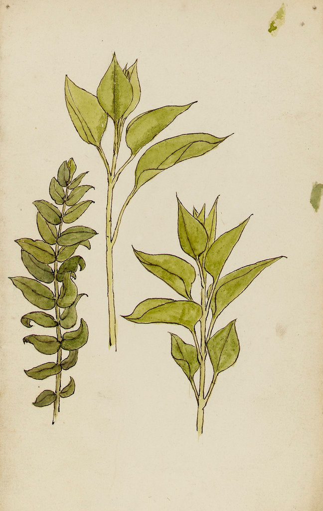 Detail of Study of leaves by Rosa Brett