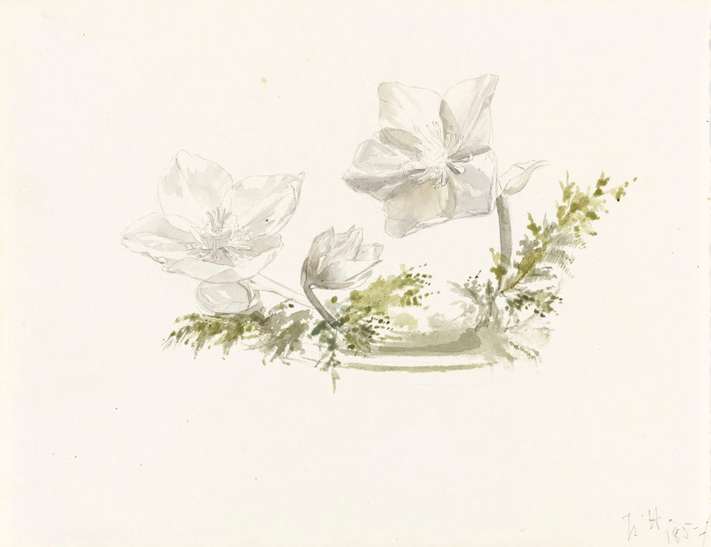 Detail of Study of a flower arrangement - possibly Christmas roses by Margaret Louisa Herschel