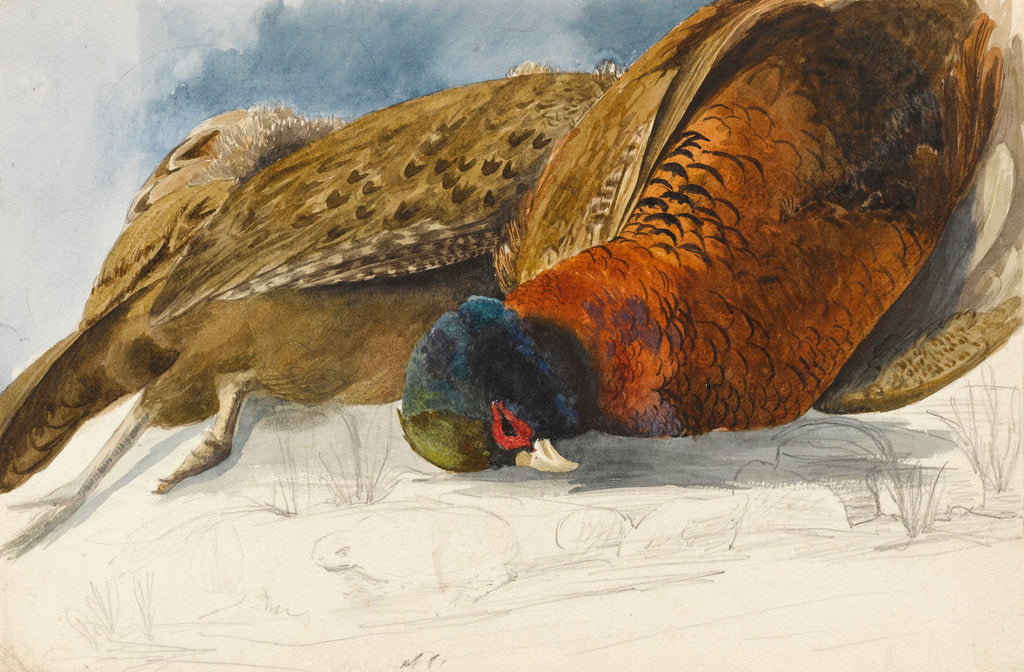 Detail of Study of a brace of pheasants by Matilda Rose Herschel