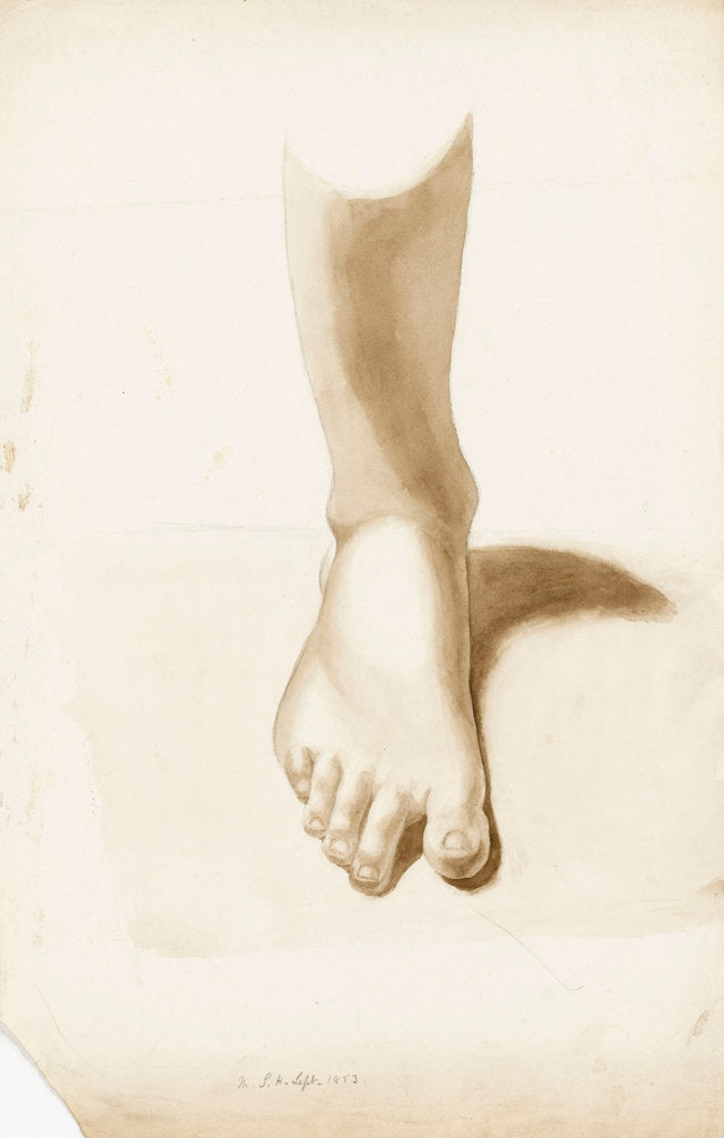 Detail of Study of a foot and ankle by Margaret Louisa Herschel