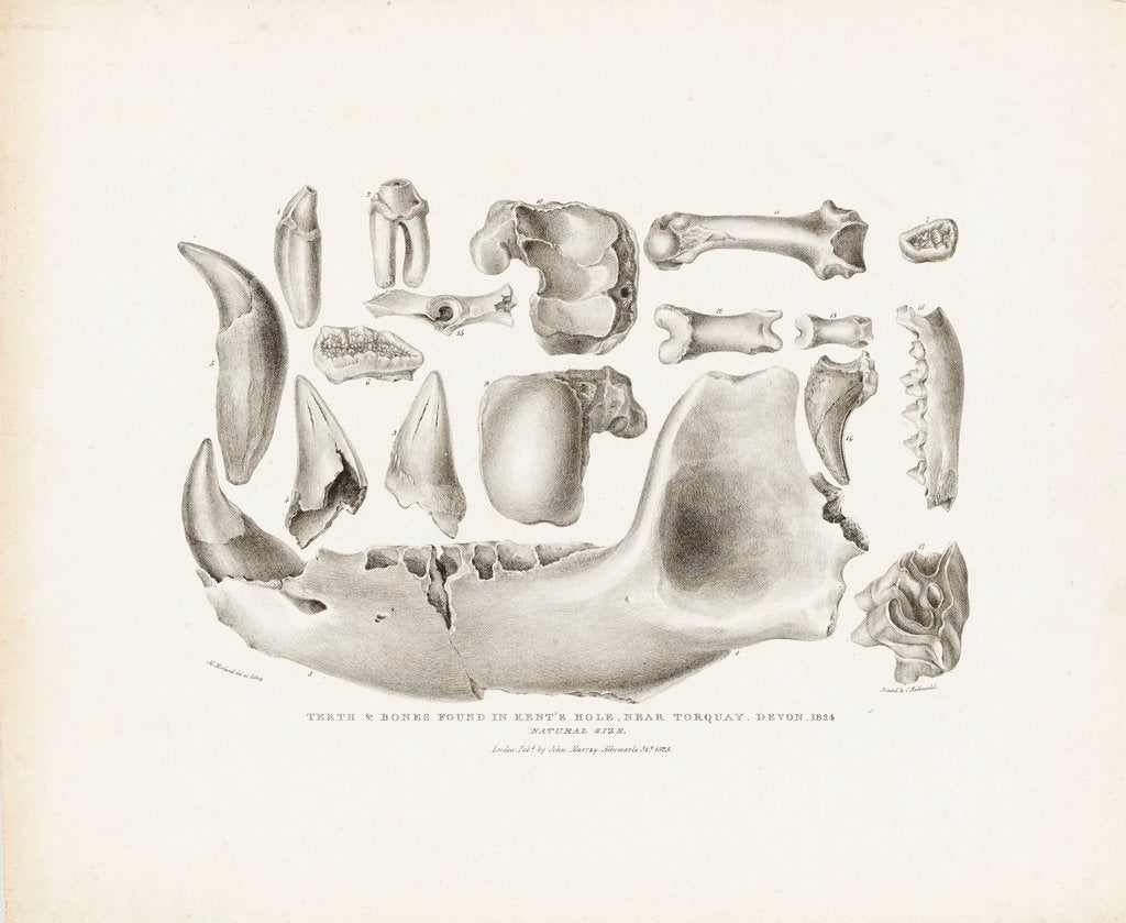 Detail of Teeth & bones found in Kent's Hole, near Torquay, Devon, 1824 by M. Morland