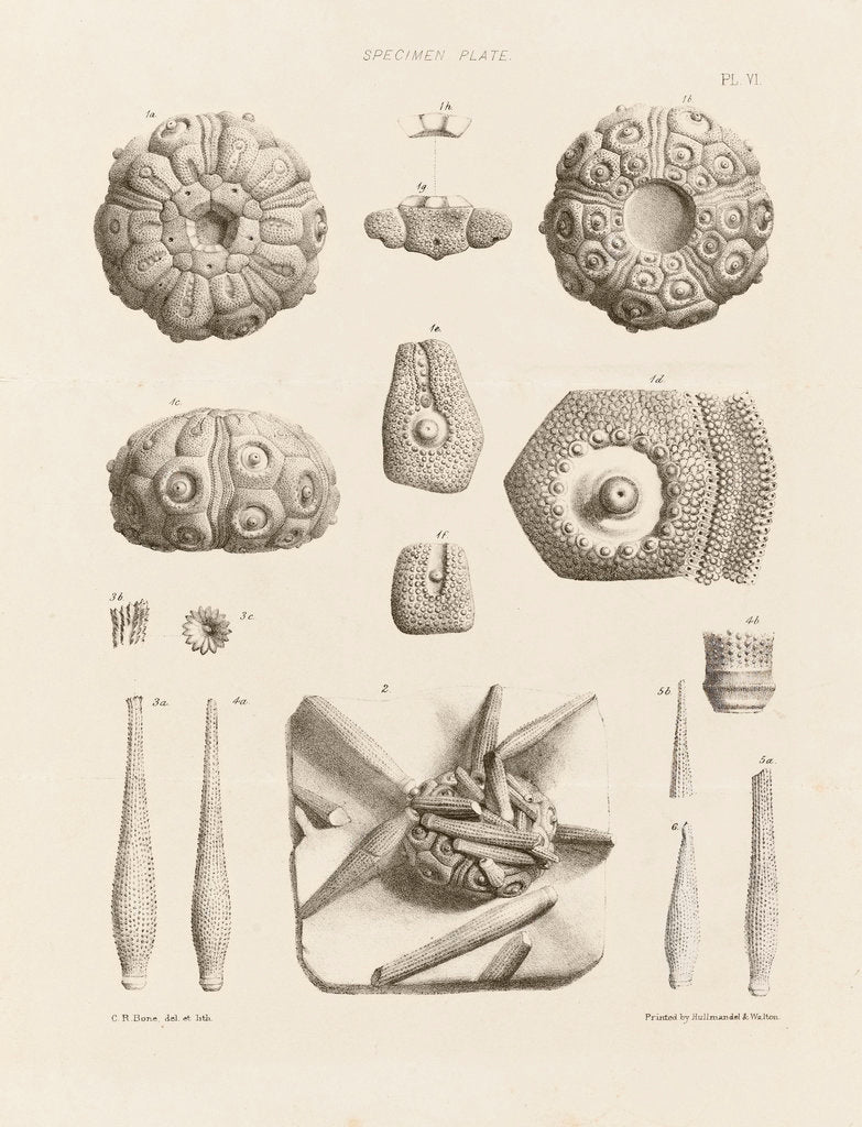 Detail of Specimen Plate by C. R. Bone