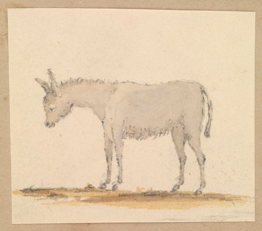 Detail of Study of a donkey by Robert Streatfeild