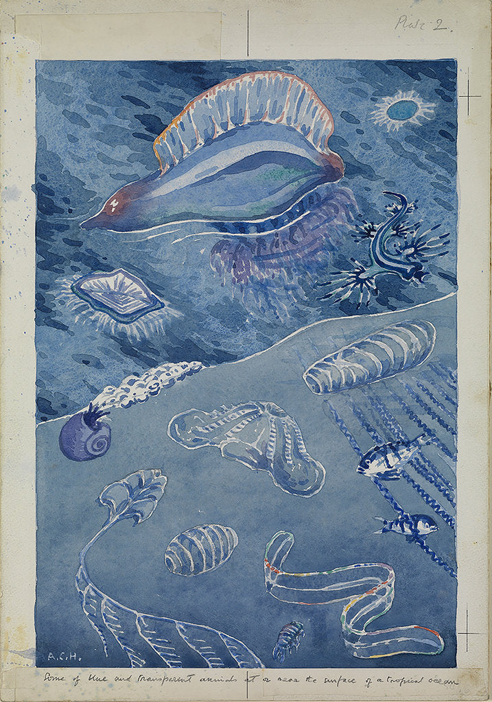 Detail of Some of blue and transparent animals near the surface of a tropical ocean by Sir Alister Hardy
