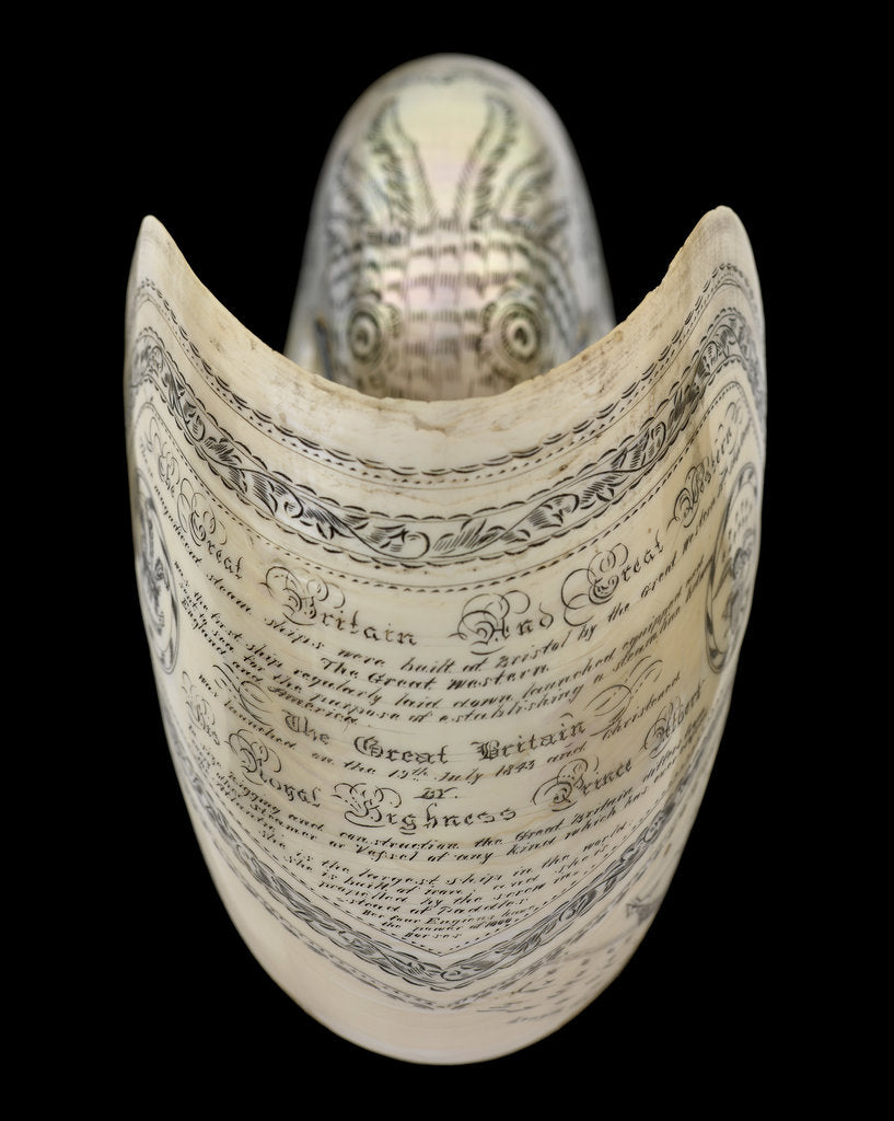 Detail of Nautilus shell by C. H. Wood