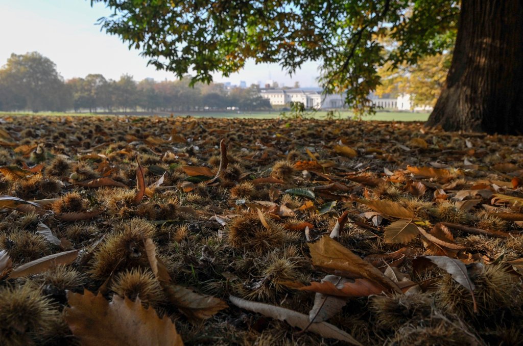 Detail of Autumnal image of the Royal Greenwich Park with the Queens House in the distance. by National Maritime Museum
