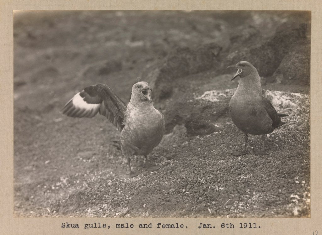 Detail of Male and female Skua Gulls by Herbert George Ponting