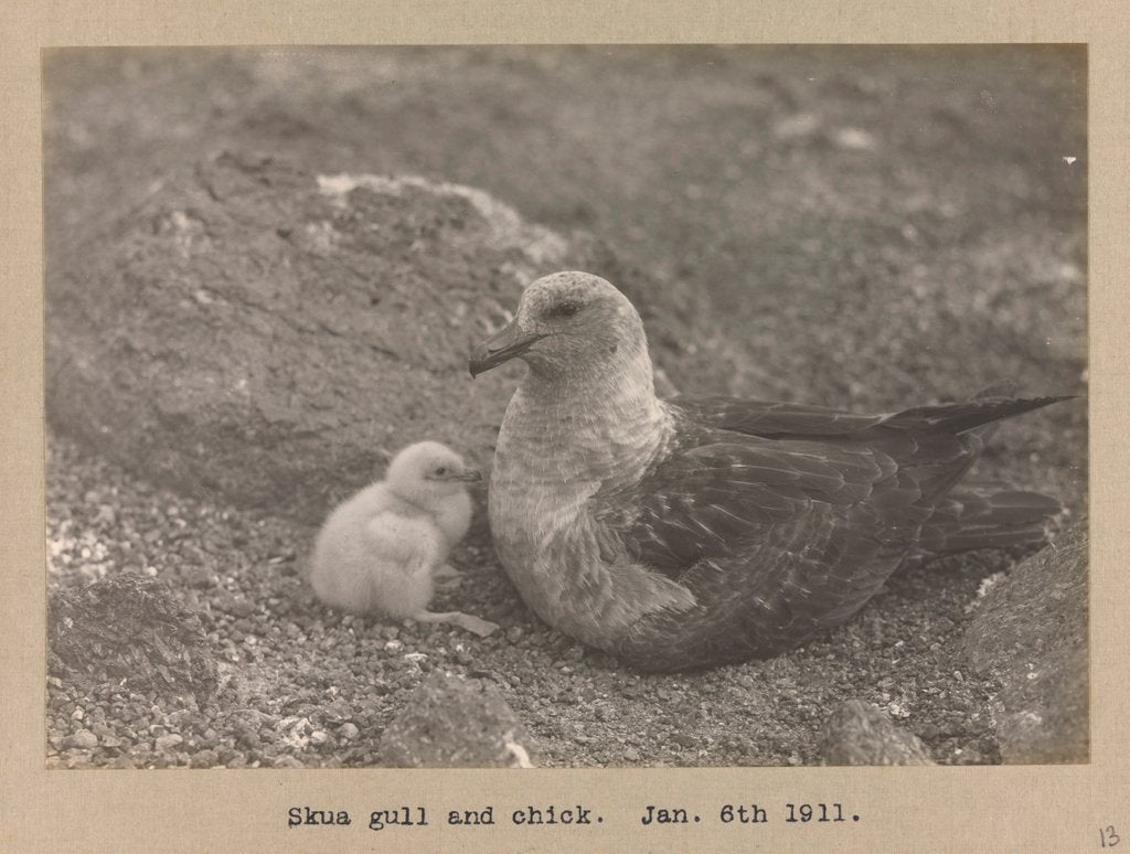 Detail of A Skua Gull with their chick by Herbert George Ponting
