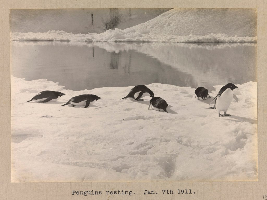 Detail of Six Adelie penguins resting on the ice by Herbert George Ponting