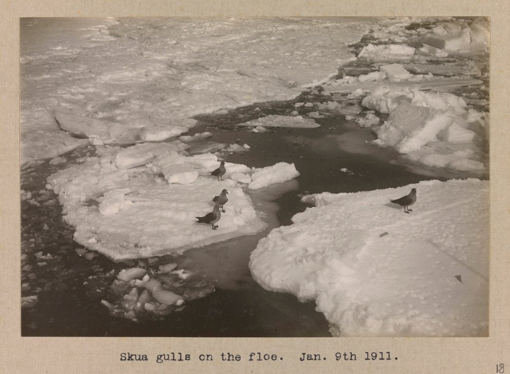 Detail of Skua Gulls on the breaking ice floes by Herbert George Ponting