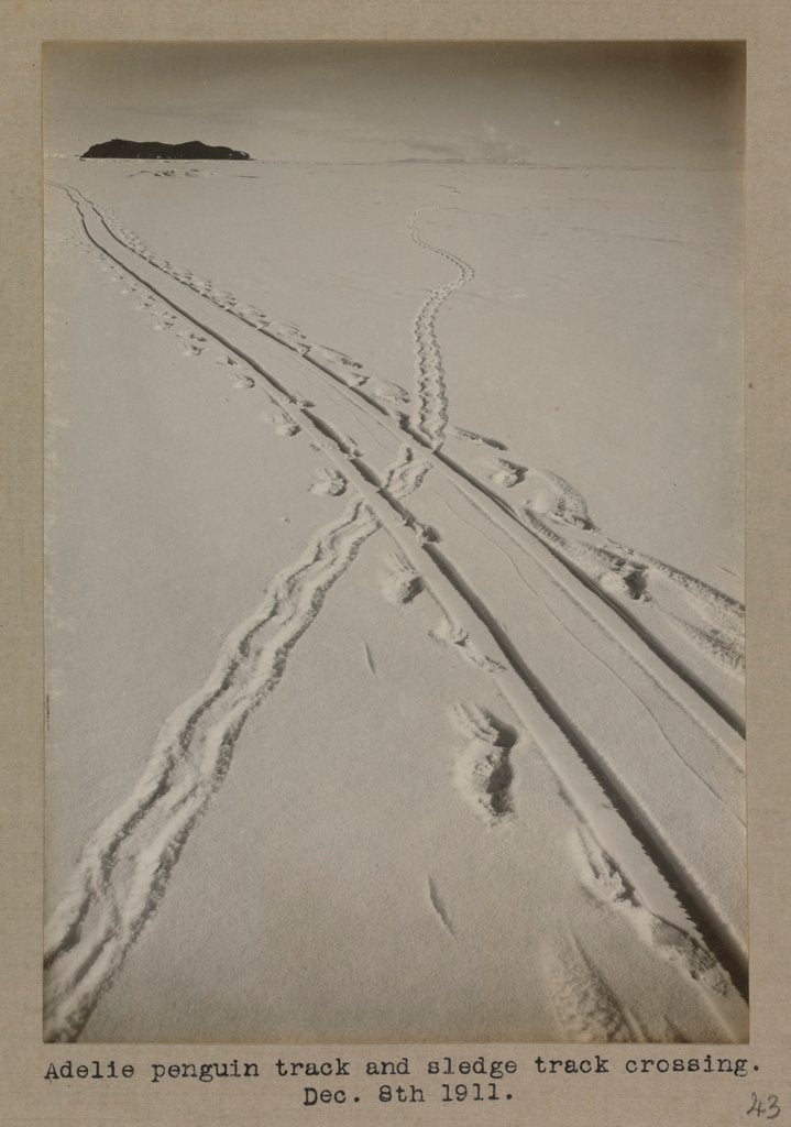 Detail of Adelie penguin track and sledge track crossing by Herbert George Ponting